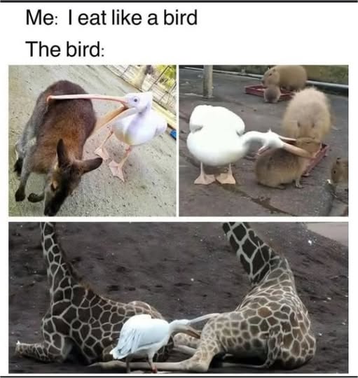 like a bird majorgeeks.jpg